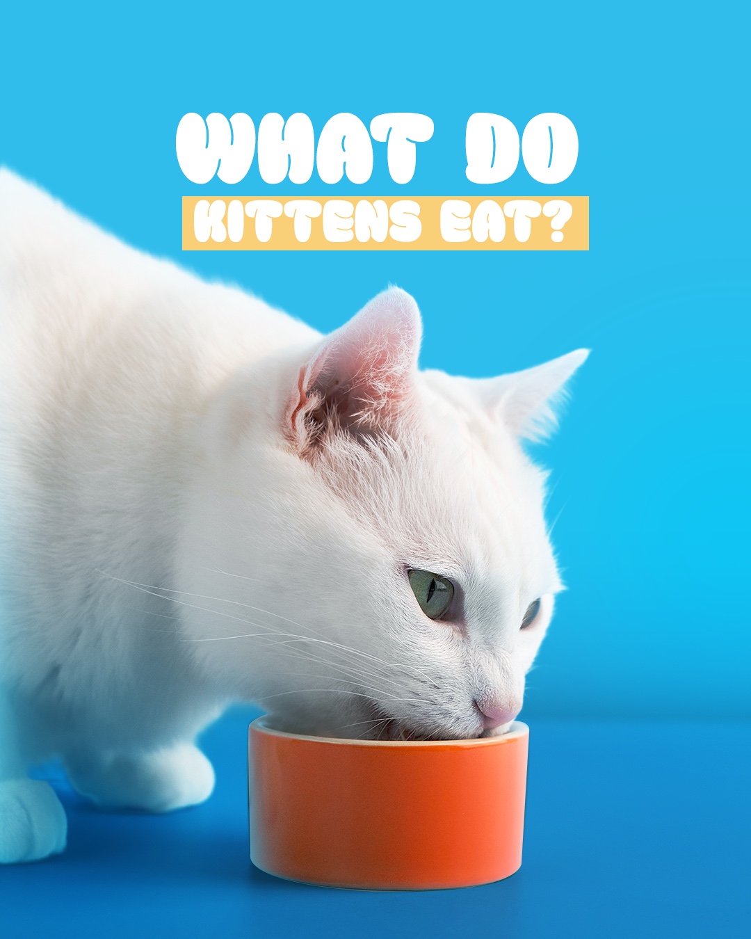 What do kittens eat?